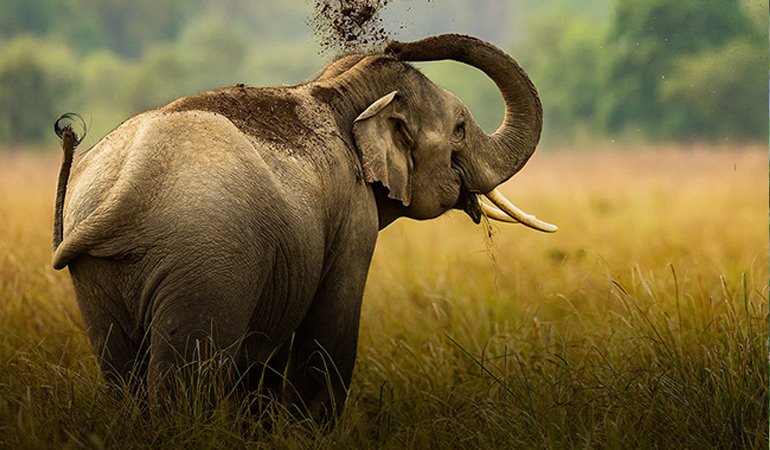 Safari Experience