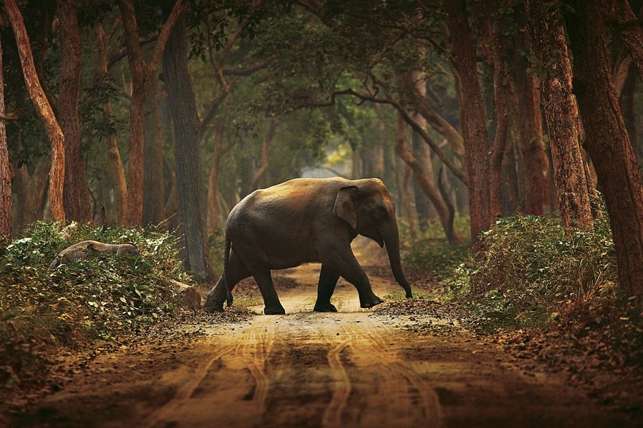 Asian Elephant